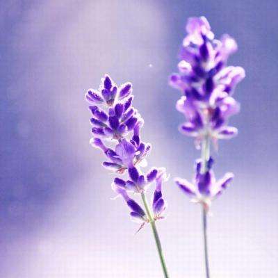 管家婆一码一肖资料下载手机版