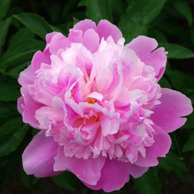 半岛综合娱乐appapp下载